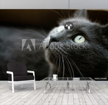 Picture of British shorthair cat in the box
